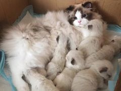 -Bastet sally猫舍购宠(静安店)