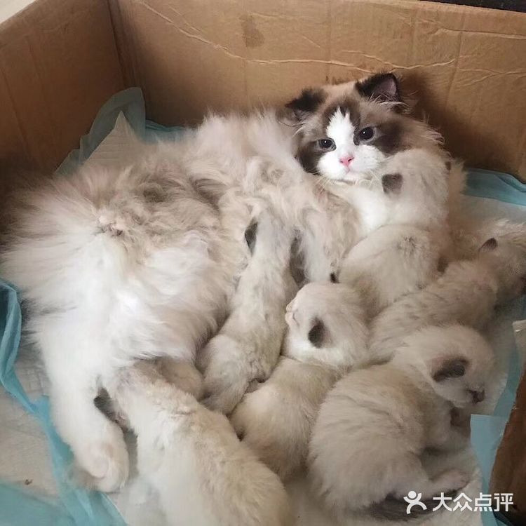 山猫绝对不是传统线，但是好多山猫却是传统型