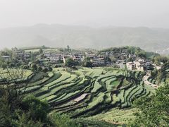 -桑洲油菜花景区