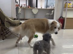 -翊宠yipet猫狗购宠庄园犬舍•猫舍