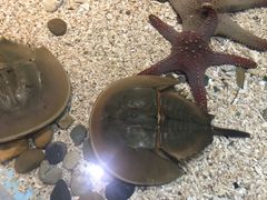 -芜湖新华联大白鲸海洋公园