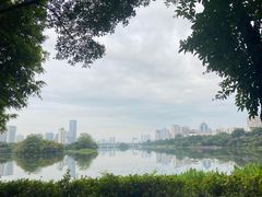 -金花茶公园