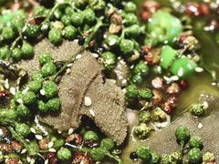 -宫燕府·京菜·烤鸭·淮扬菜(王府中心店)