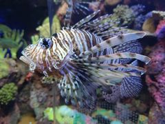 -上海海洋水族馆