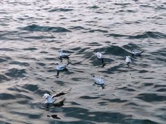 -大理洱海
