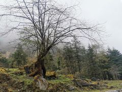-硗碛藏寨·神木垒景区