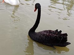 -祥源·阜阳生态乐园