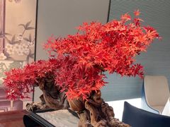 -顺峰(农展馆店)