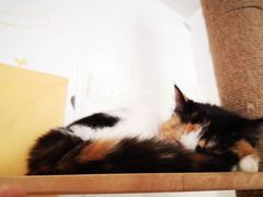 -平行世界·猫咖(首经贸店)