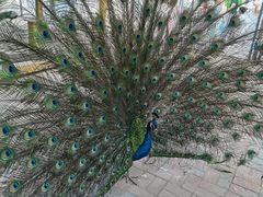 -长白岛森林公园