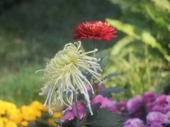 -上海共青森林公园