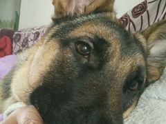 -骐奇宠物诊疗中心(南亭公路店)