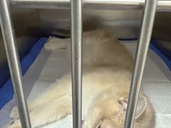 -中农国际动物医院24小时·猫科·骨科·急重症中心