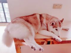 -Husky Go! 哈士奇体验馆·宠物咖啡厅狗咖