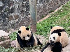 -都江堰中华大熊猫苑