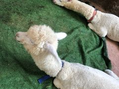 -杭州开元森泊度假乐园