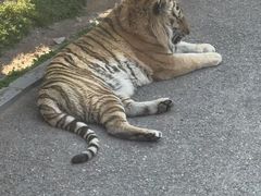 -大连森林动物园