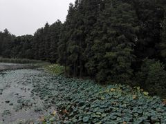 -东湖落雁景区