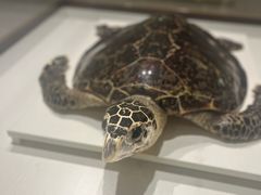-青岛贝壳博物馆