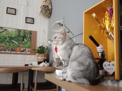 -平行世界·猫咖(首经贸店)