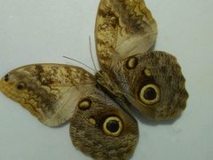 -上海昆虫博物馆