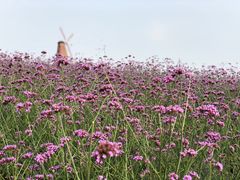 -大塘金香草谷