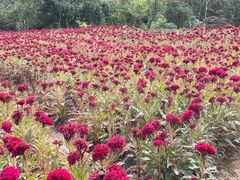 -盘龙城国家考古遗址公园