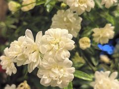 -双季花艺园艺市场(浦东店)