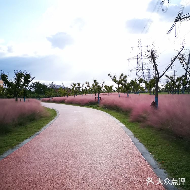 粉黛乱子草