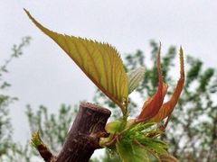 iphone_upload_pic-天适樱花悠乐园
