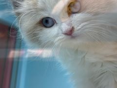 -FAELING PETS美天灵宠物(合生汇店)