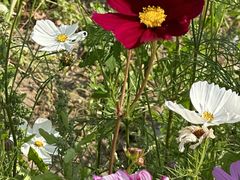 -光明小镇欢乐田园