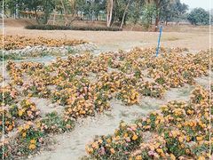 -广东花都湖国家湿地公园