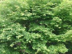 -蓉城西二道无名冒菜(西二道街店)
