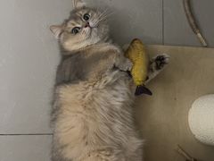 -屋虎猫馆(宝安大仟里店)