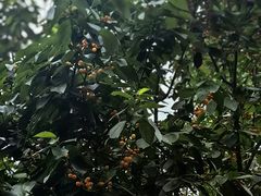 -老房子金沙元年川菜食府·花园餐厅(金沙店)