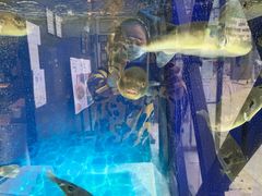 -肆月河豚·新淮扬(金融街店)