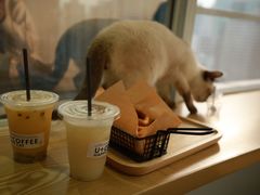 -Heymao猫咖.咖啡厅(东门店)