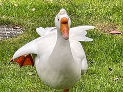 -得丘礼享谷·玉兰苑