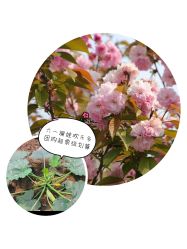 -麦粒鸟亲子游