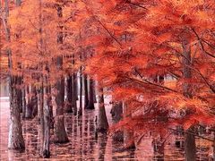 -白鹭湾湿地公园