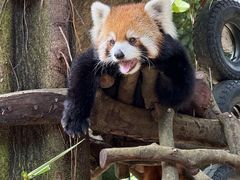 -深圳野生动物园