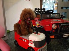 -百好乐宠物友好餐厅(朝外大街店)