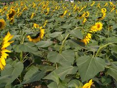 成片的向日葵-长白岛森林公园