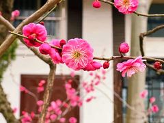 -梅花山(明孝陵内)