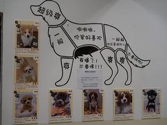 -有喵·猫咖·狗咖·30几只猫10只小狗(岗厦店)