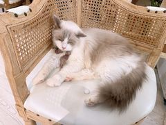 -共舞时光猫咖·狗咖(新街口店)
