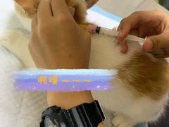 -特一安24小时宠物医院·骨科·中兽医