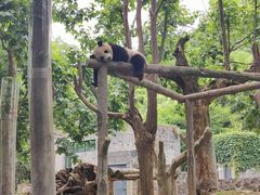 -都江堰中华大熊猫苑