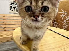 -楼上猫咖(罗湖店)